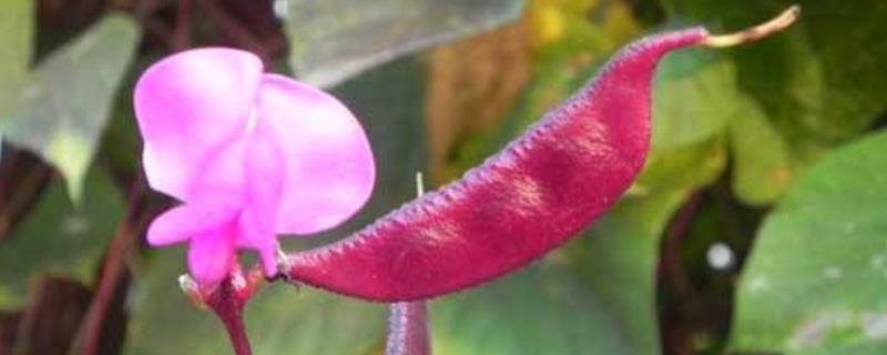 扁豆的种植方法和时间 扁豆如何种植技术