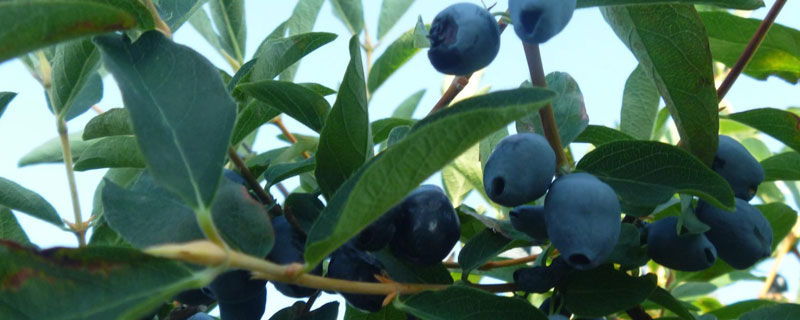 蓝靛果适合在哪些省种植 蓝靛果的种植技术