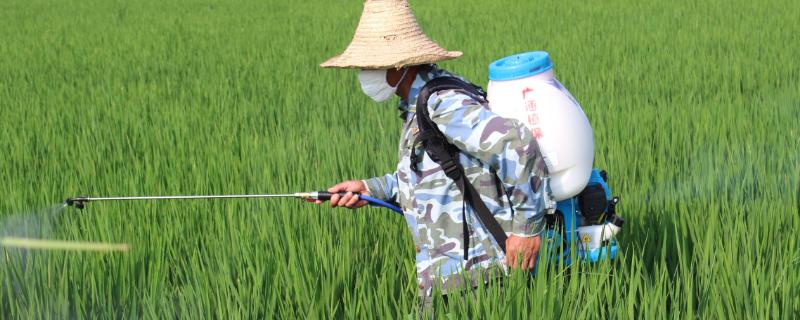 灭草松对水稻有药害吗（灭草松除草剂对水稻安全性）