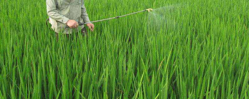 直播稻田怎样封闭除草