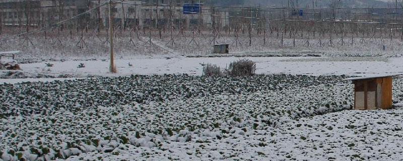 春天下雪对农业影响（春季降雪对农业的影响）