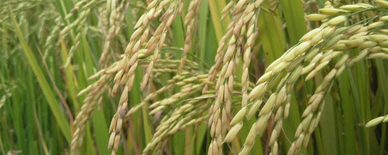 硅对水稻的特殊作用（硅对水稻有什么影响）