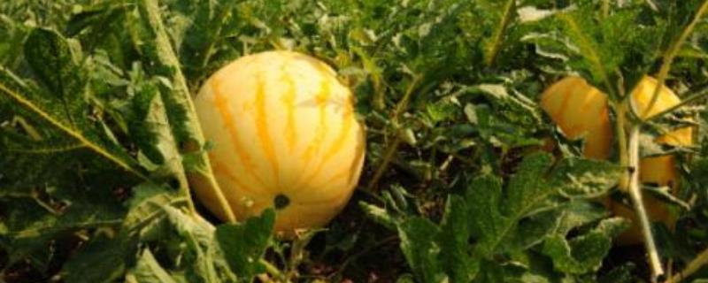 黄金瓜的种植方法和时间 黄金瓜栽培技术和管理