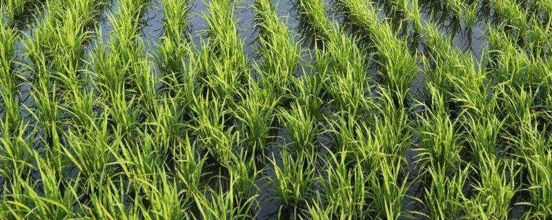 乙氧磺隆对水稻的药害