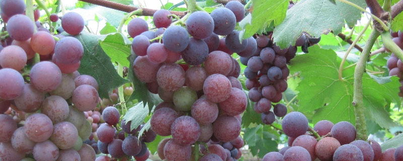 法国南部发展葡萄种植业的有利条件（法国南部发展葡萄种植业的有利条件是什么）
