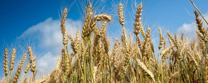 小麦一亩地撒多少尿素 小麦一亩撒多少化肥