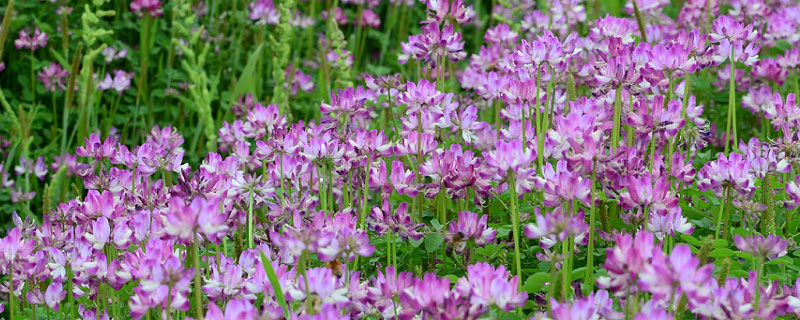 紫云英有几种颜色 紫英花是什么颜色