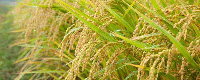 菌肥对水稻的作用（生物菌肥对水稻苗床的好处）