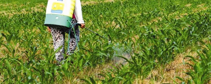 除草剂使用后多久能种菜