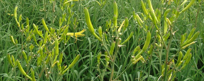 黄花菜地除草用什么除草剂（花菜地专用除草剂）