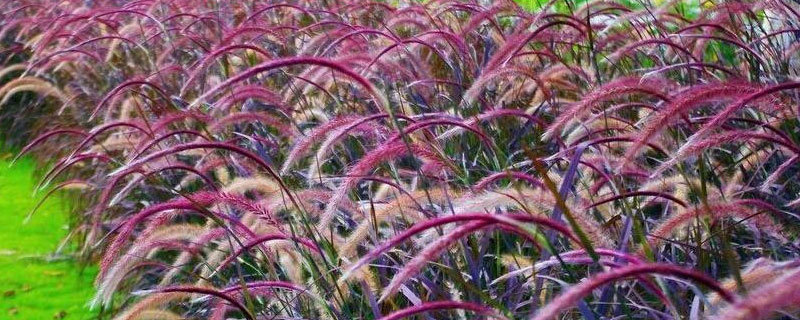 狼尾草会变紫还是有几种色彩 紫色的狼尾草