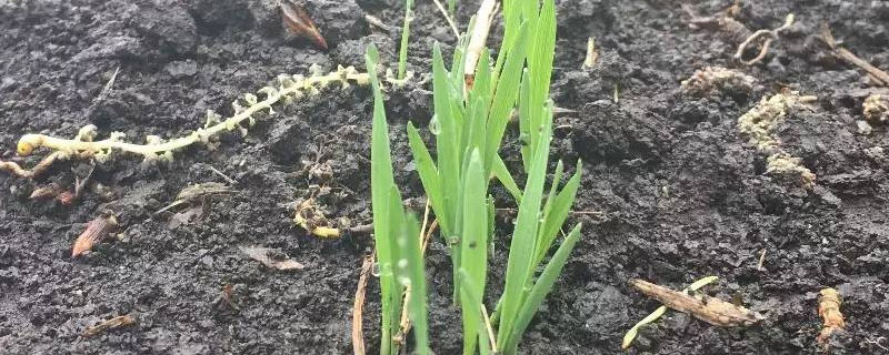 麦芽种植成长过程 麦种发芽过程