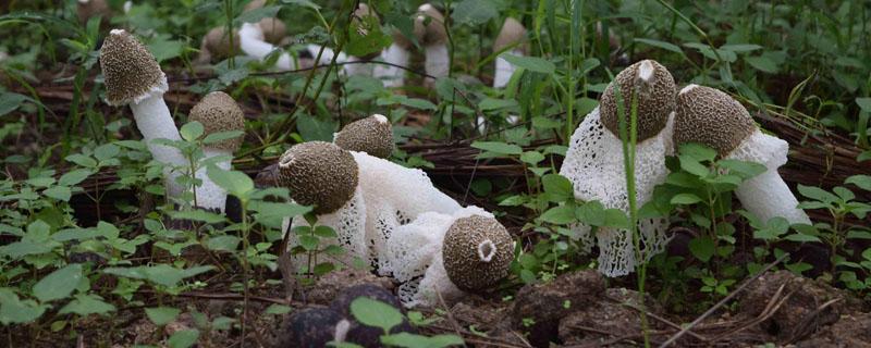 竹荪几月份采摘（竹荪是几月份采的）