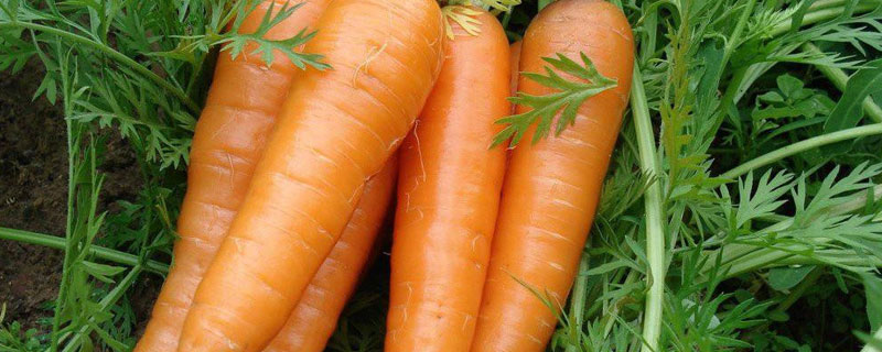 胡萝卜和红萝卜的区别 胡萝卜和红萝卜的区别在哪里