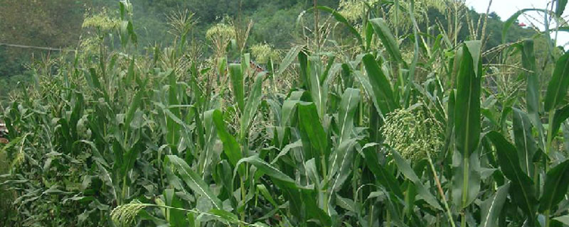 牧草甜高梁种一次能收获几年（牧草甜高粱一亩地多少斤产量）