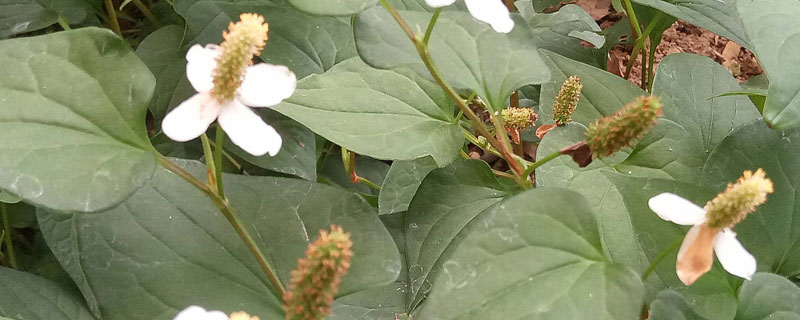 鱼腥草怎么种植是根种还是籽种（鱼腥草怎么种根比较长）