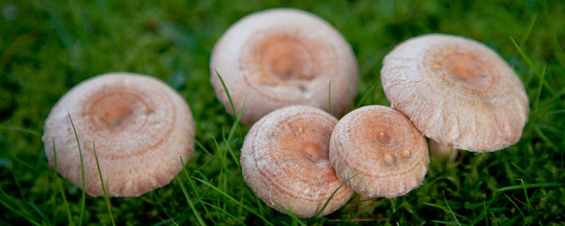 蘑菇普通家庭能种植吗（蘑菇可以人工种植吗）