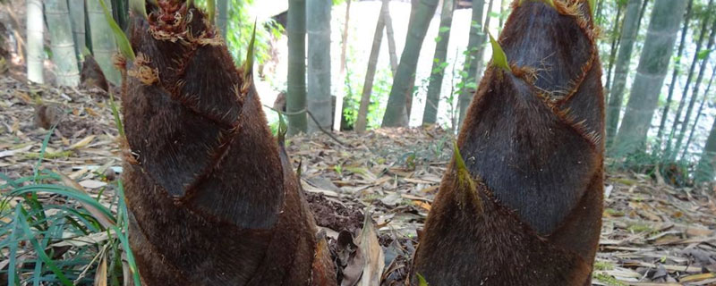 竹笋如何保鲜贮藏半年以上 新鲜竹笋保存一年的办法