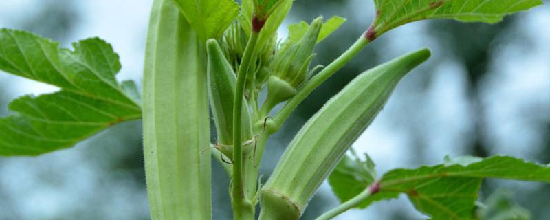 黄秋葵种植前怎样催芽 黄秋葵怎么发芽