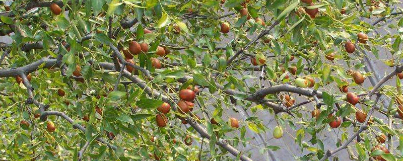 枣树春夏秋冬的特点 春天的枣树有什么特点