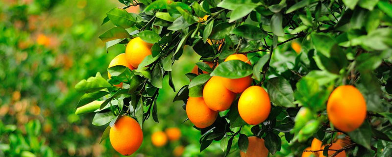 脐橙一棵树挂果多少斤 脐橙20斤有多少个