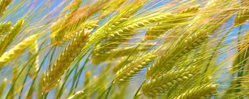 小麦是什么季节收获 小麦是什么季节收获?是秋天吗