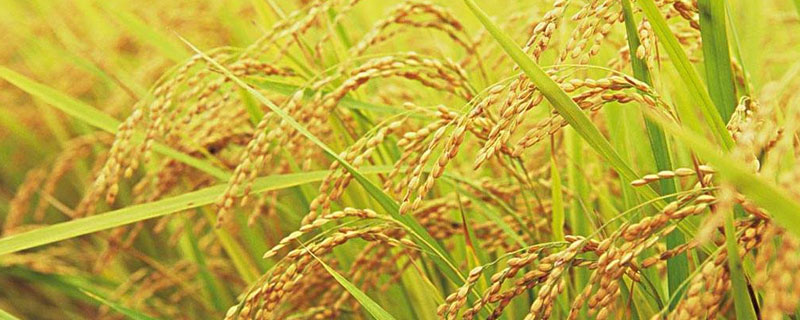 蟹稻米是什么米 蟹稻米与普通大米区别