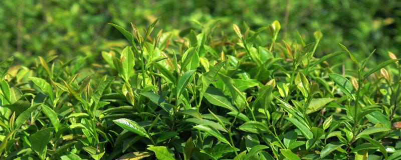 茶树可以移植盆里吗 茶树可以种在盆栽里吗