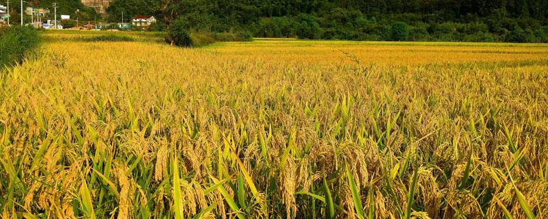 水稻原产地 水稻原产地是哪里,什么时间引进中国