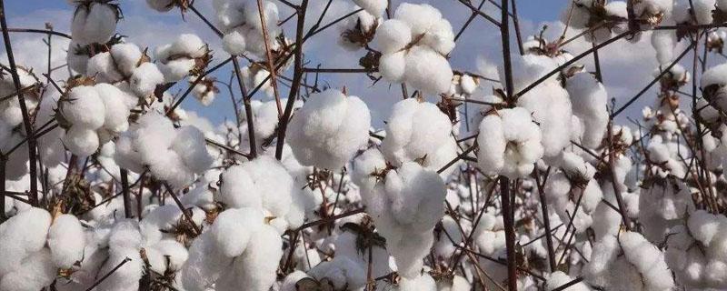 棉花原产地是哪个国家 中国棉花主产地是哪里
