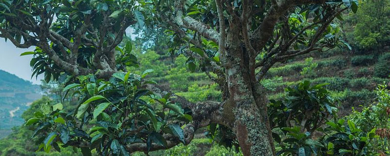 茶树的种植技术与管理 茶树的种植技术与管理ppt