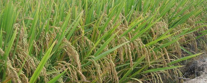 水稻到大米的制作过程（水稻到大米的制作过程思维导图）