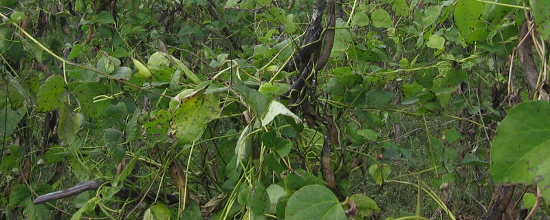 芸豆打什么药保花（芸豆花前打什么药好）