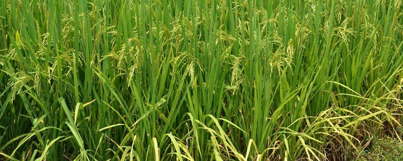 江南水稻地区栽培技术的一部农书 最早江南水稻地区栽培技术的一部农书