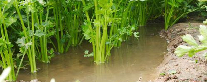 关于水芹病害虫，你知道怎样防治吗 水芹菜的病虫害和防治方法