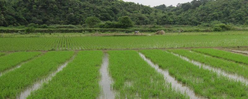 水稻主要病虫害有哪些