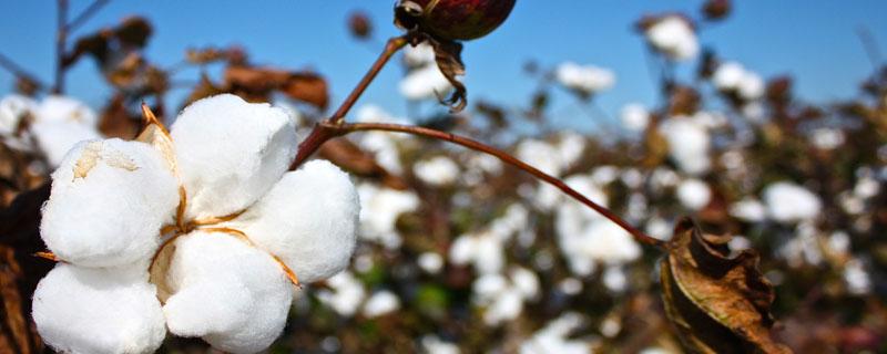 棉花施肥量计算公式 棉花氮肥用量推荐方法
