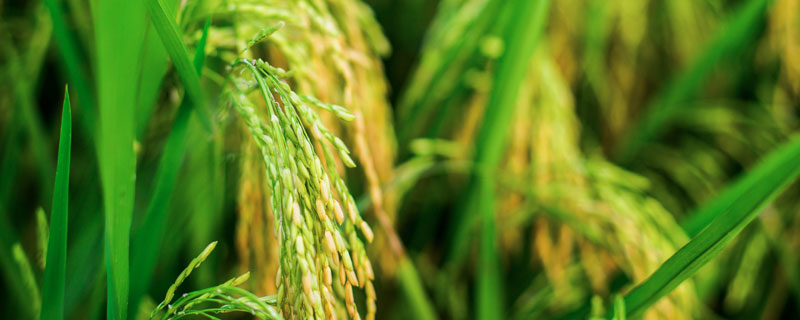 杂交水稻是什么技术 超级杂交水稻是什么技术