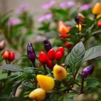 茶花凤仙 茶花凤仙图片