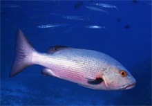 鲷鱼百科 鲷鱼 种类