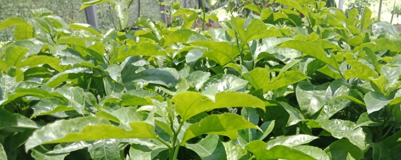 百香果是单子叶植物还是双子叶植物（百香果是单子叶植物还是双子叶植物呢）