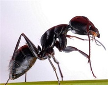 蚂蚁百科 蚂蚁百科知识大全
