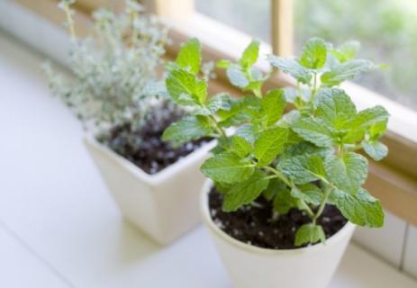 如何种植香草植物（家庭篇）（适合家庭种植的香草）