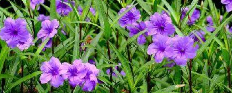 野生兰草花的养殖方法和注意事项（野生兰草花的养殖方法和注意事项视频）