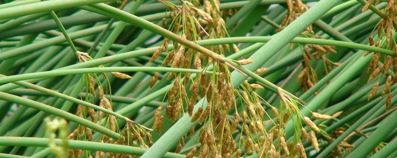 灯芯草能用除草剂吗（灯草打什么除草剂）