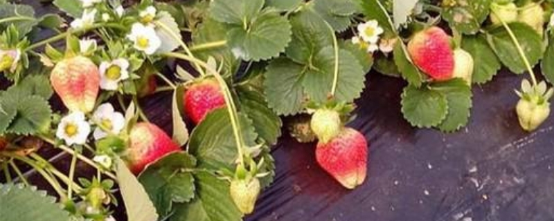 天仙醉草莓品种介绍 天仙醉草莓品种介绍及图片