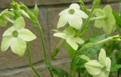 怎样栽培花烟草：花烟草种植（花烟草种植方法）