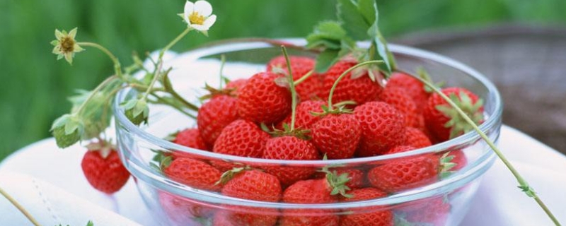 草莓果子小就红了是什么原因 为什么草莓小小的就红了
