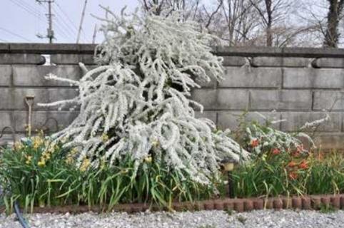 雪柳泡水可以生根吗