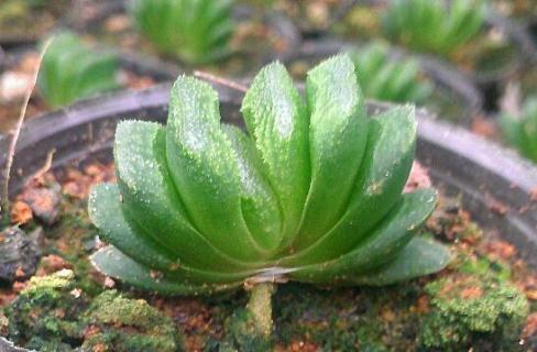 多肉植物玉扇怎么养，五个要点让玉扇疯长爆盆